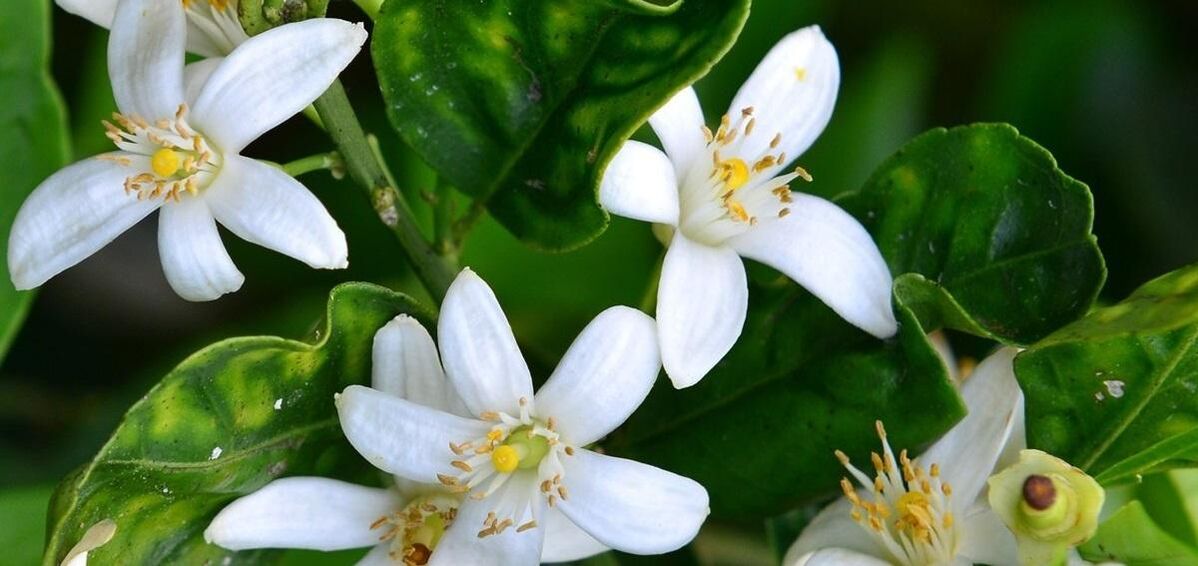 Neroli ช่วยกำจัดเส้นเลือดขอด
